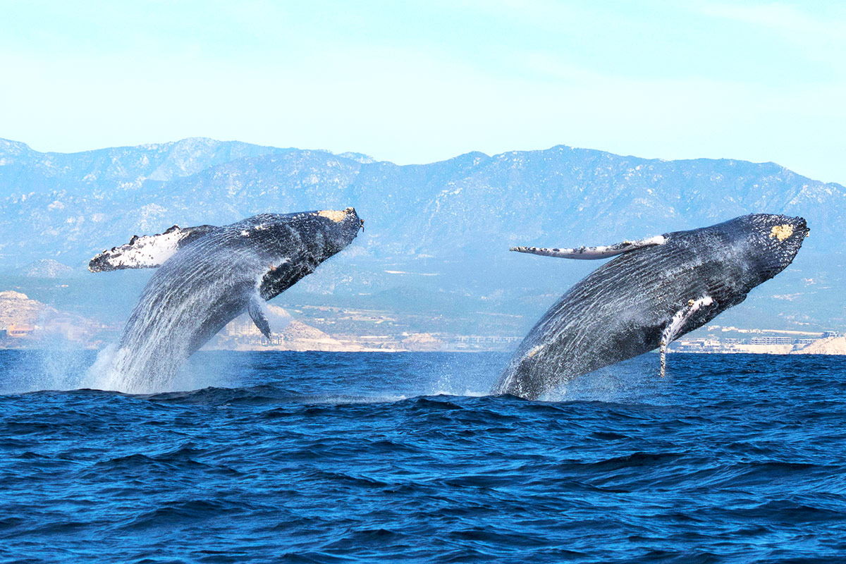 Gray Whale where to go in los cabos