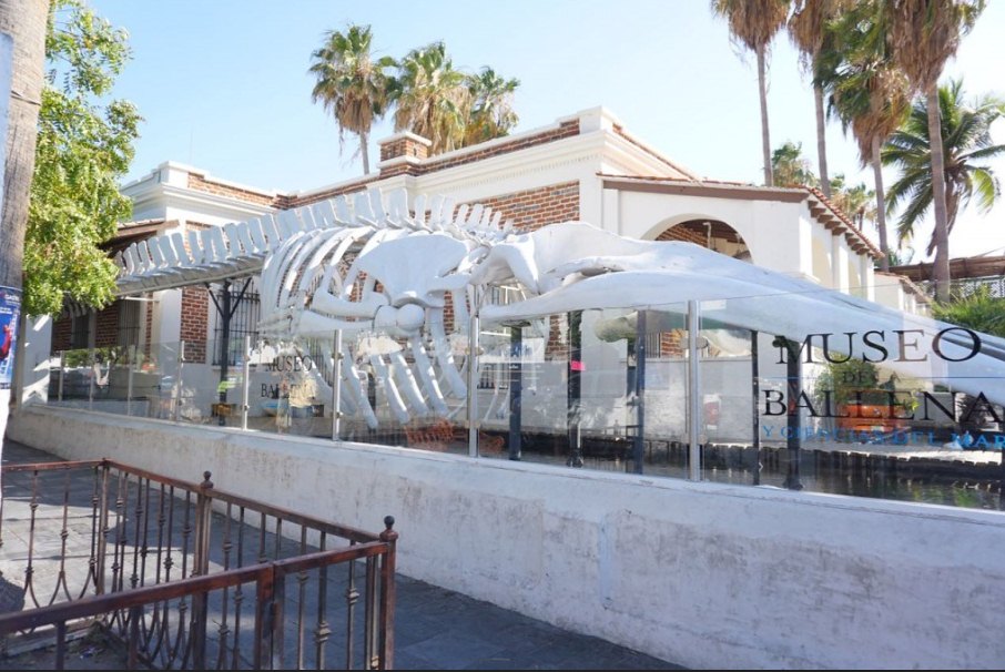 Whale Museum - fun things to do in los cabos san lucas