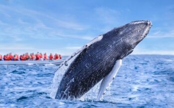 Whale watching - things to do in los cabos mexico