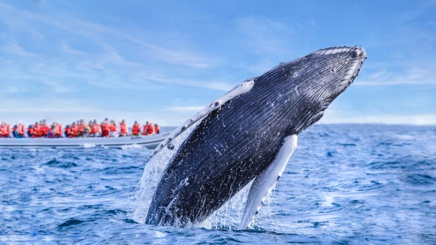 Whale watching - things to do in los cabos mexico
