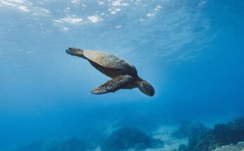 Swim with sea turtles