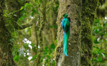 El Triunfo Biosphere Reserve