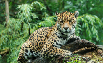 La Encrucijada Biosphere Reserve